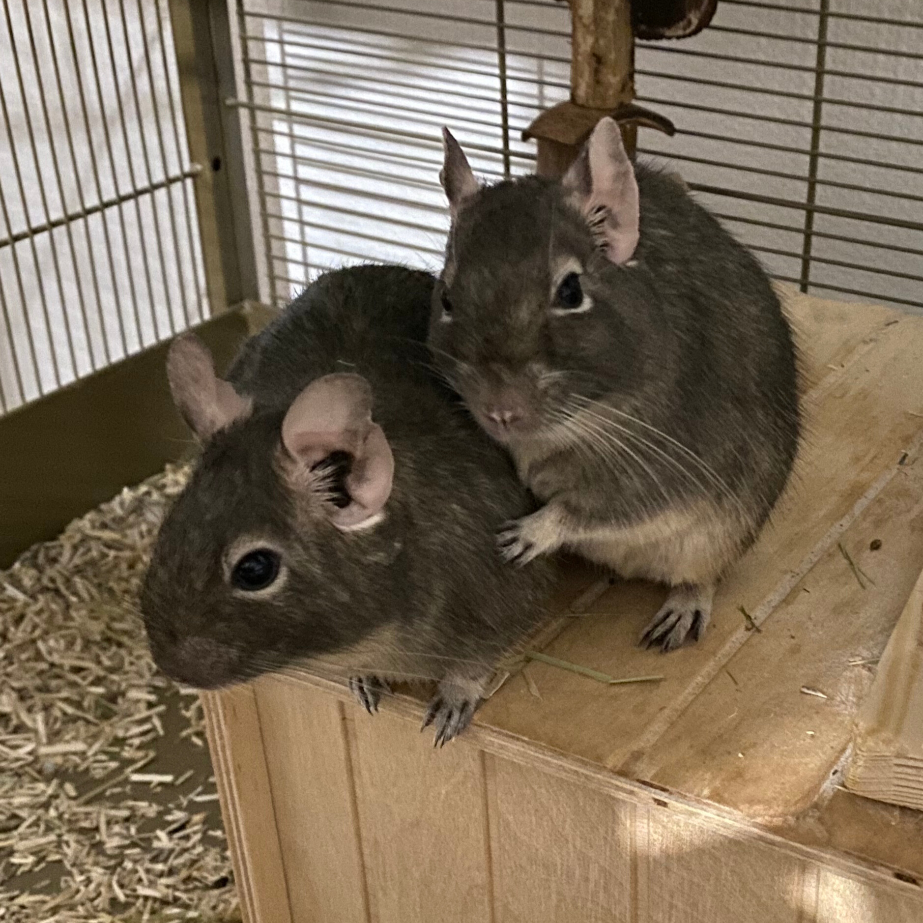Caring for Degus While Managing ADHD: My Guide to Keeping Chaos at Bay